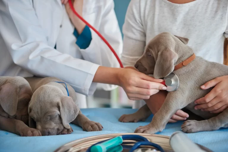 Medicina Veterinária: Como é a faculdade, onde atua, onde fazer o curso, salário e mais