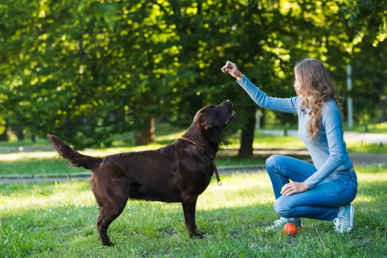 Curso de Adestramento de Cães no RJ: Onde Estudar e Como Entrar no Mercado Pet